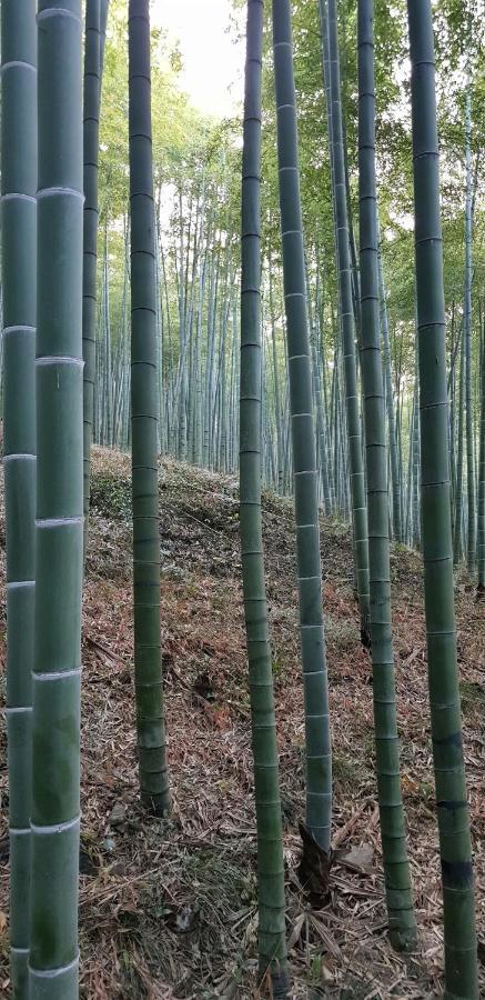 Moganshan Bamboo View Guesthouse Deqing Bagian luar foto